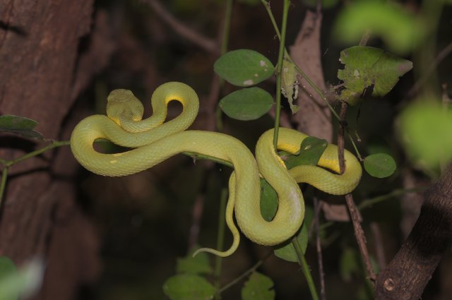 Herpetofauna